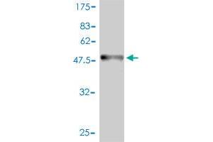 Western Blot detection against Immunogen (54. (BAMBI anticorps  (AA 1-260))