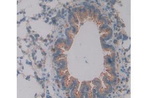 IHC-P analysis of Rat Tissue, with DAB staining. (Apelin anticorps  (AA 19-77))