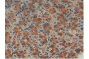 IHC-P analysis of Rat Stomach Tissue, with DAB staining. (IGFBP7 anticorps  (AA 88-281))