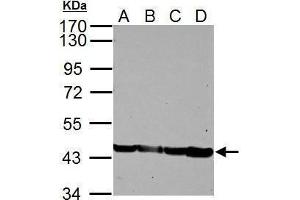 WB Image Sample (30 ug of whole cell lysate) A: NIH-3T3 B: JC C: BCL-1 D: C2C12 10% SDS PAGE antibody diluted at 1:5000 (Actin anticorps)