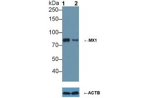 Knockout Varification: ;Lane 1: Wild-type A549 cell lysate; ;Lane 2: MX1 knockout A549 cell lysate; ;Predicted MW: 76kDa ;Observed MW: 80kDa;Primary Ab: 5µg/ml Rabbit Anti-Human MX1 Ab;Second Ab: 0. (MX1 anticorps  (AA 80-342))