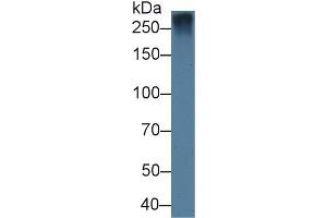 Detection of FBN1 in Rat Lung lysate using Polyclonal Antibody to Fibrillin 1 (FBN1)