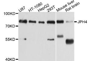 Western blot analysis of extracts of various cell lines, using JPH4 antibody (ABIN4904115) at 1:1000 dilution. (Junctophilin 4 anticorps)