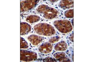 CPSF3L Antibody immunohistochemistry analysis in formalin fixed and paraffin embedded human stomach tissue followed by peroxidase conjugation of the secondary antibody and DAB staining.