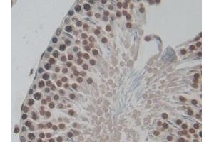 Detection of H3 in Rat Testis Tissue using Polyclonal Antibody to Histone H3 (H3)