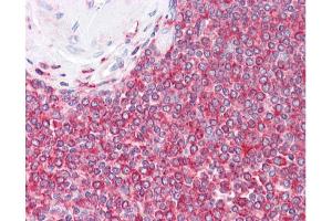 Immunohistochemistry of Mouse anti-Beta Actin N-Term antibody.