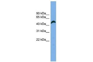 APBB3 antibody used at 1 ug/ml to detect target protein. (APBB3 anticorps)