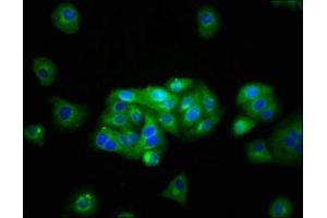 Immunofluorescence staining of HepG2 cells with ABIN7145017 at 1:133, counter-stained with DAPI.