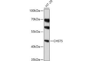 anti-Carbohydrate (N-Acetylglucosamine 6-O) Sulfotransferase 5 (CHST5) (AA 232-411) antibody