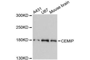 Western blot analysis of extracts of various cell lines, using CEMIP antibody. (CEMIP anticorps  (AA 180-420))