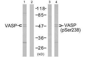 Western blot analysis of extract from NIH/3T3 cells untreated or treated with forskolin (40µM, 30min), using VASP (Ab-238) antibody (E021172, Line 1 and 2) and VASP (phospho-Ser238) antibody (E011158, Line 3 and 4). (VASP anticorps  (pSer238))