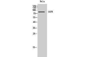 Western Blotting (WB) image for anti-Opioid Growth Factor Receptor (OGFR) (Internal Region) antibody (ABIN3185997) (OGFR anticorps  (Internal Region))