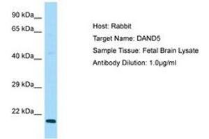 Image no. 1 for anti-DAN Domain Family, Member 5 (DAND5) (C-Term) antibody (ABIN6750049) (DAND5 anticorps  (C-Term))