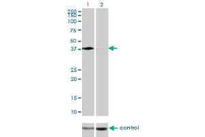 Western blot analysis of PCBP2 over-expressed 293 cell line, cotransfected with PCBP2 Validated Chimera RNAi (Lane 2) or non-transfected control (Lane 1).