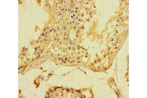 Immunohistochemistry of paraffin-embedded human testis tissue using ABIN7169393 at dilution of 1:100