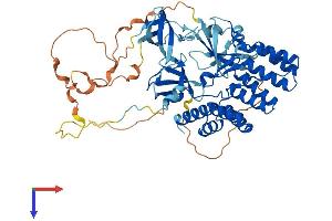 AlphaFold protein structure predicition of Mouse Recombinant Ncf2 Protein, UniprotID O70145