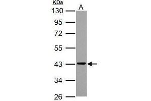 WB Image Sample (30 ug of whole cell lysate) A: NCI-H929 10% SDS PAGE antibody diluted at 1:3000 (ADA anticorps)