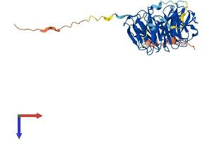 AlphaFold protein structure predicition of Human Recombinant WDR55 Protein, UniprotID Q9H6Y2