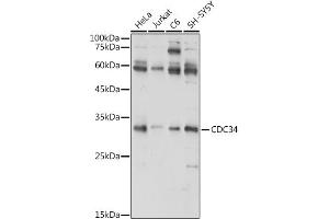 Western blot analysis of extracts of various cell lines, using CDC34 antibody (ABIN6131558, ABIN6138257, ABIN6138258 and ABIN6221114) at 1:1000 dilution.