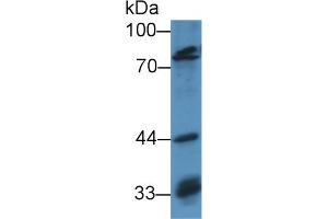 Western Blot; Sample: Human Hela cell lysate; Primary Ab: 3µg/ml Rabbit Anti-Mouse OCT1 Antibody Second Ab: 0. (POU2F1 anticorps  (AA 128-391))