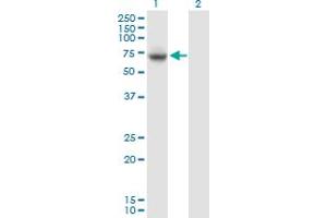 Western Blot analysis of VPS33A expression in transfected 293T cell line by VPS33A MaxPab polyclonal antibody. (VPS33A anticorps  (AA 1-596))