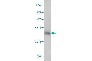 Western Blot detection against Immunogen (35.