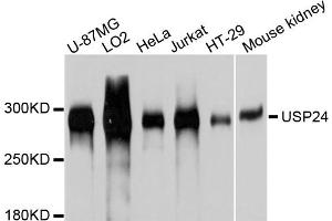 Western blot analysis of extracts of various cell lines, using USP24 antibody (ABIN4905573) at 1:1000 dilution. (USP24 anticorps)