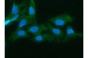IF analysis of AKR1D1 using anti-AKR1D1 antibody (ABIN7602975). (AKR1D1 anticorps  (Middle Region))