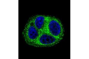 Confocal immunofluorescent analysis of QTRTD1 Antibody (C-term) (ABIN655642 and ABIN2845119) with MCF-7 cell followed by Alexa Fluor 488-conjugated goat anti-rabbit lgG (green).