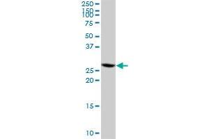 CIP29 MaxPab polyclonal antibody.