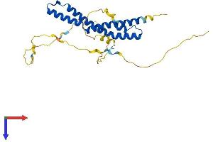 AlphaFold protein structure predicition of Human Recombinant OCEL1 Protein, UniprotID Q9H607