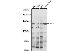 Western blot analysis of extracts of various cell lines, using DGKZ antibody (ABIN7266749) at 1:300 dilution.