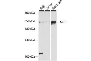 Western blot analysis of extracts of various cell lines, using SBF1 antibody (ABIN6132368, ABIN6147404, ABIN6147405 and ABIN6215954) at 1:3000 dilution. (SBF1 anticorps  (AA 1630-1770))