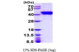 SDS-PAGE (SDS) image for tyrosylprotein Sulfotransferase 2 (TPST2) (AA 26-377) protein (His tag) (ABIN5854555)