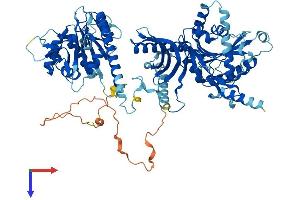 AlphaFold protein structure predicition of Human Recombinant CHPF Protein, UniprotID Q8IZ52