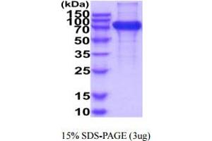SDS-PAGE (SDS) image for Interleukin 17 Receptor A (IL17RA) (AA 33-320) protein (hIgG-His-tag) (ABIN6388071)