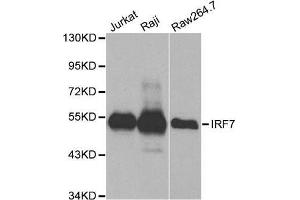 Western blot analysis of extracts of various cell lines, using IRF7 antibody. (IRF7 anticorps  (AA 257-516))