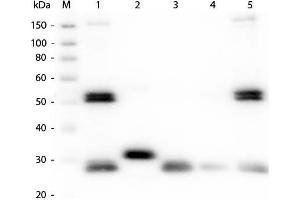 Western Blot of Anti-Rat IgG (H&L) (GOAT) Antibody (Min X Bv Ch Gt GP Ham Hs Hu Ms Rb & Sh Serum Proteins). (Chèvre anti-Rat IgG Anticorps (Cy5) - Preadsorbed)