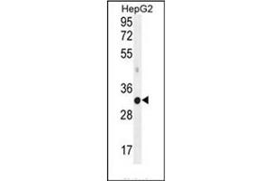 Western blot analysis of MED6 Antibody (C-term) in HepG2 cell line lysates (35ug/lane). (MED6 anticorps  (C-Term))
