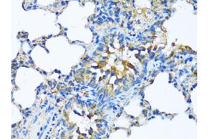Immunohistochemistry of paraffin-embedded Rat lung using MFGE8 antibody (ABIN6128291, ABIN6143792, ABIN6143794 and ABIN6215931) at dilution of 1:100 (40x lens). (MFGE8 anticorps  (AA 1-200))