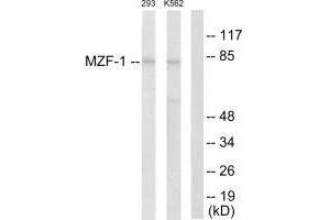 Western blot analysis of extracts from 293 cells and K562 cells, using MZF-1 antibody. (MZF1 anticorps  (N-Term))