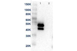 Western Blot of Anti-MEK1 Antibody. (MEK1 anticorps  (C-Term))