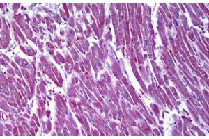 Anti-MDH2 antibody IHC staining of human heart.