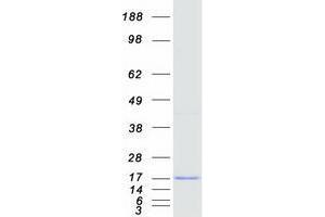 Validation with Western Blot