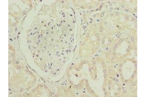 Immunohistochemistry of paraffin-embedded human kidney tissue using ABIN7163621 at dilution of 1:100 (PTAFR anticorps  (AA 297-342))