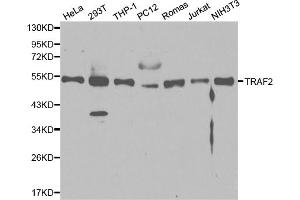 Western blot analysis of extracts of various cell lines, using TRAF2 antibody (ABIN5970352) at 1/1000 dilution. (TRAF2 anticorps)