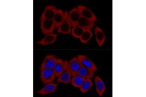 Confocal immunofluorescence analysis of HeLa cells using RPL23 Polyclonal Antibody (ABIN1682575, ABIN5664722, ABIN5664724 and ABIN6220574) at dilution of 1:200.