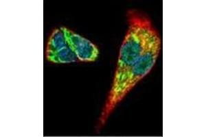 Confocal immunofluorescent analysis of Midkine Antibody (C-term) Cat. (Midkine anticorps  (C-Term))