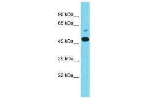 Host:  Rabbit  Target Name:  Maml2  Sample Type:  Mouse Stomach lysates  Antibody Dilution:  1. (MAML2 anticorps  (C-Term))