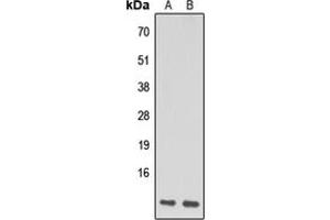 Western blot analysis of NDUFA1 expression in HeLa (A), Raw264. (NDUFA1 anticorps  (N-Term))